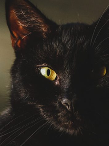 chatnoir2